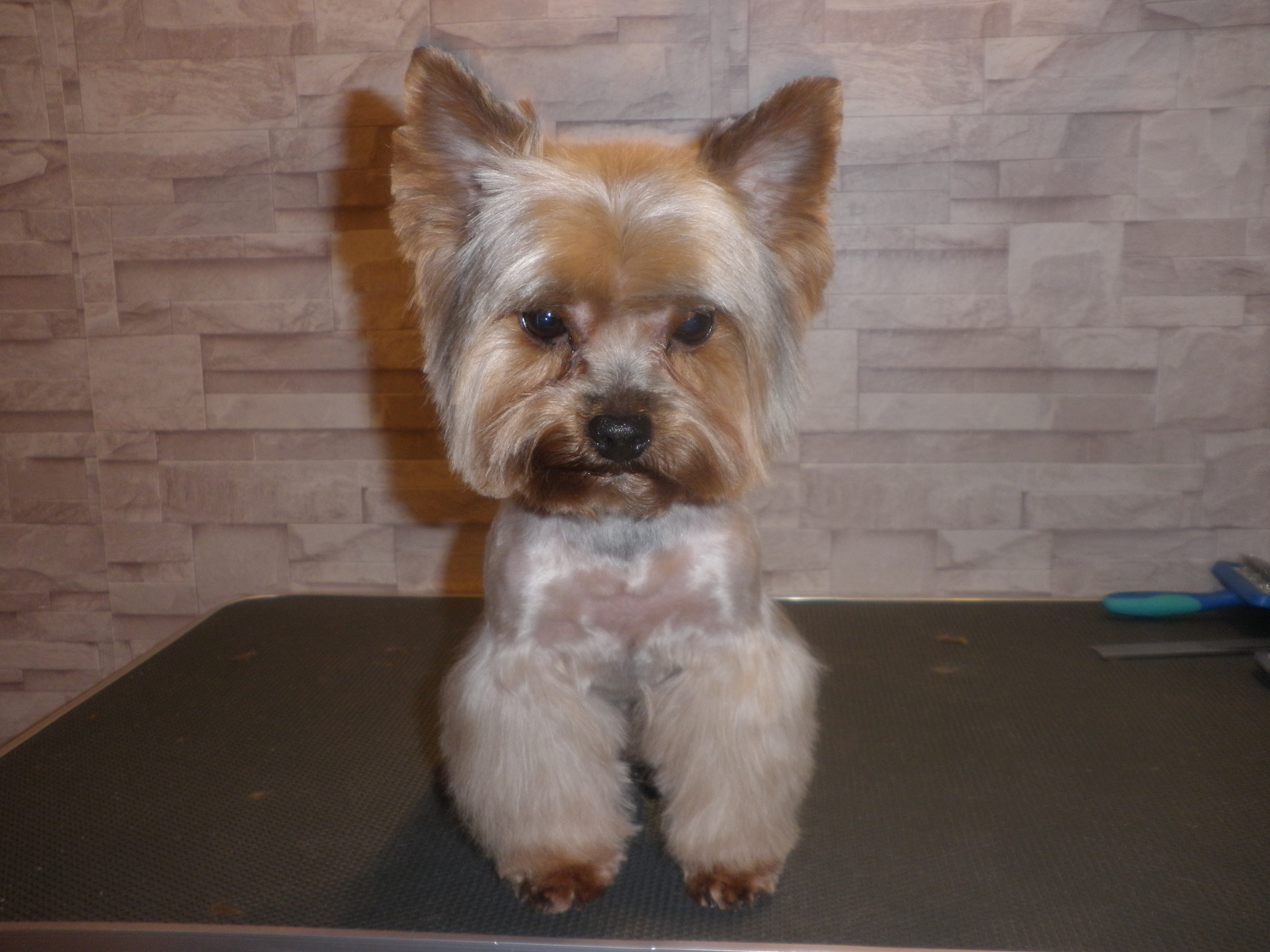 Psí salonek - Charlie foto 2