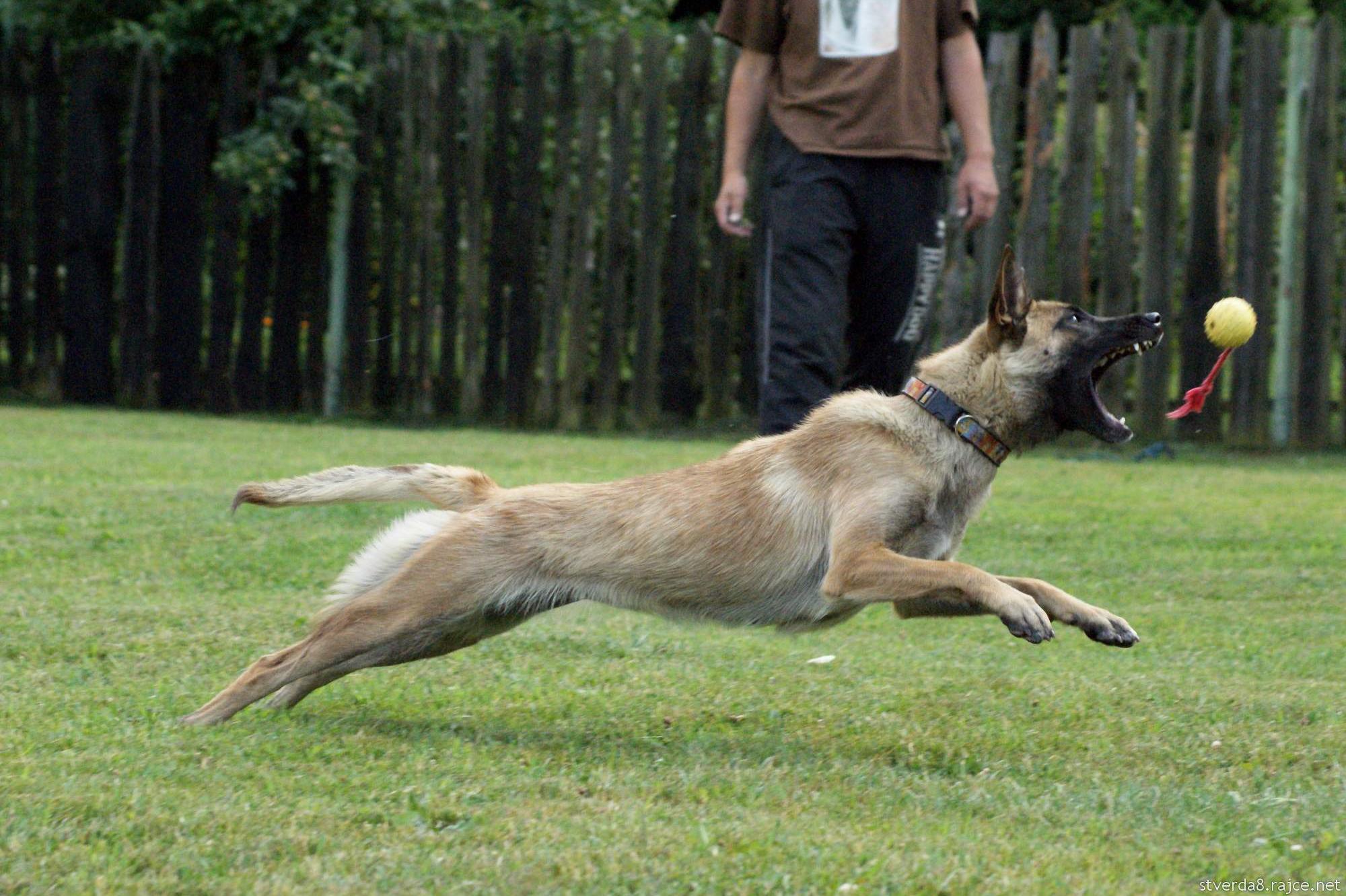 Kynologické cvičiště BRIT - Karel Stehlík foto 2