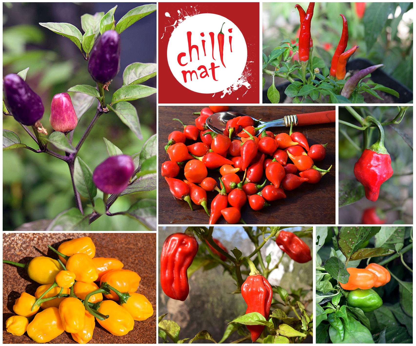 CHILLIMAT