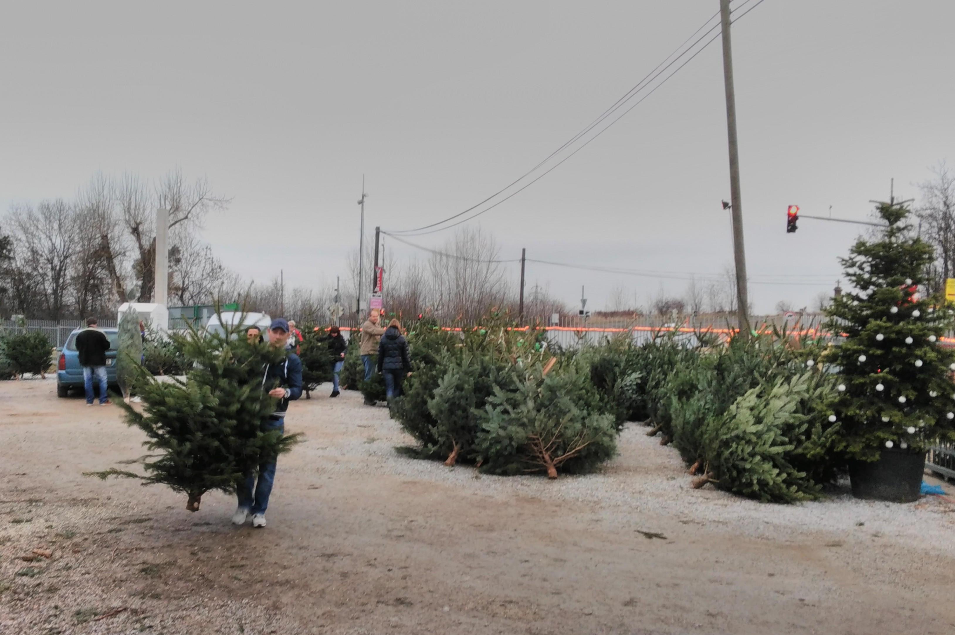 Vánoční stromky - rozvoz