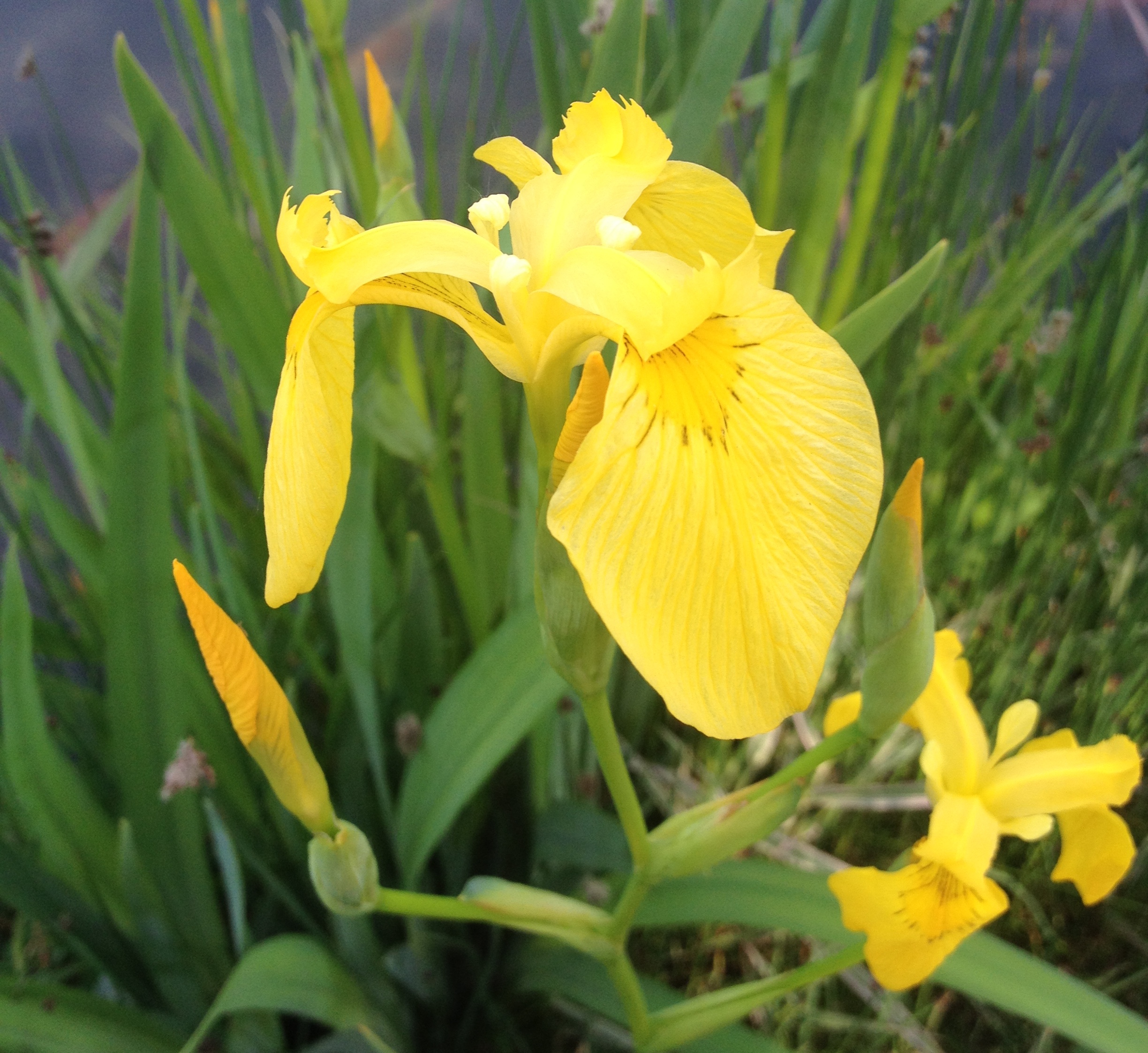 Balkonovajezirka.cz foto 2