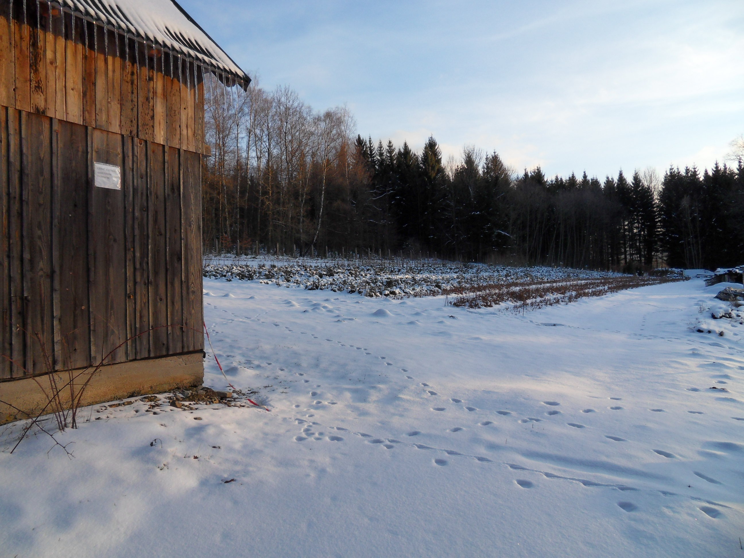 Šumavské lesní školky - Jiří Nauš foto 3