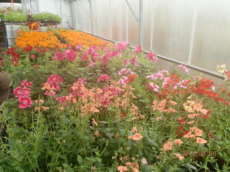 Zahradnictví Cerhovice Iva Macourková foto 4