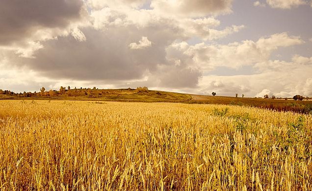 Zemědělské komodity Petr Babuška foto 2