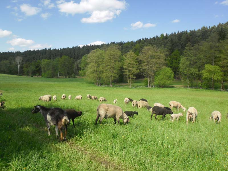 Farma Kalousek foto 2