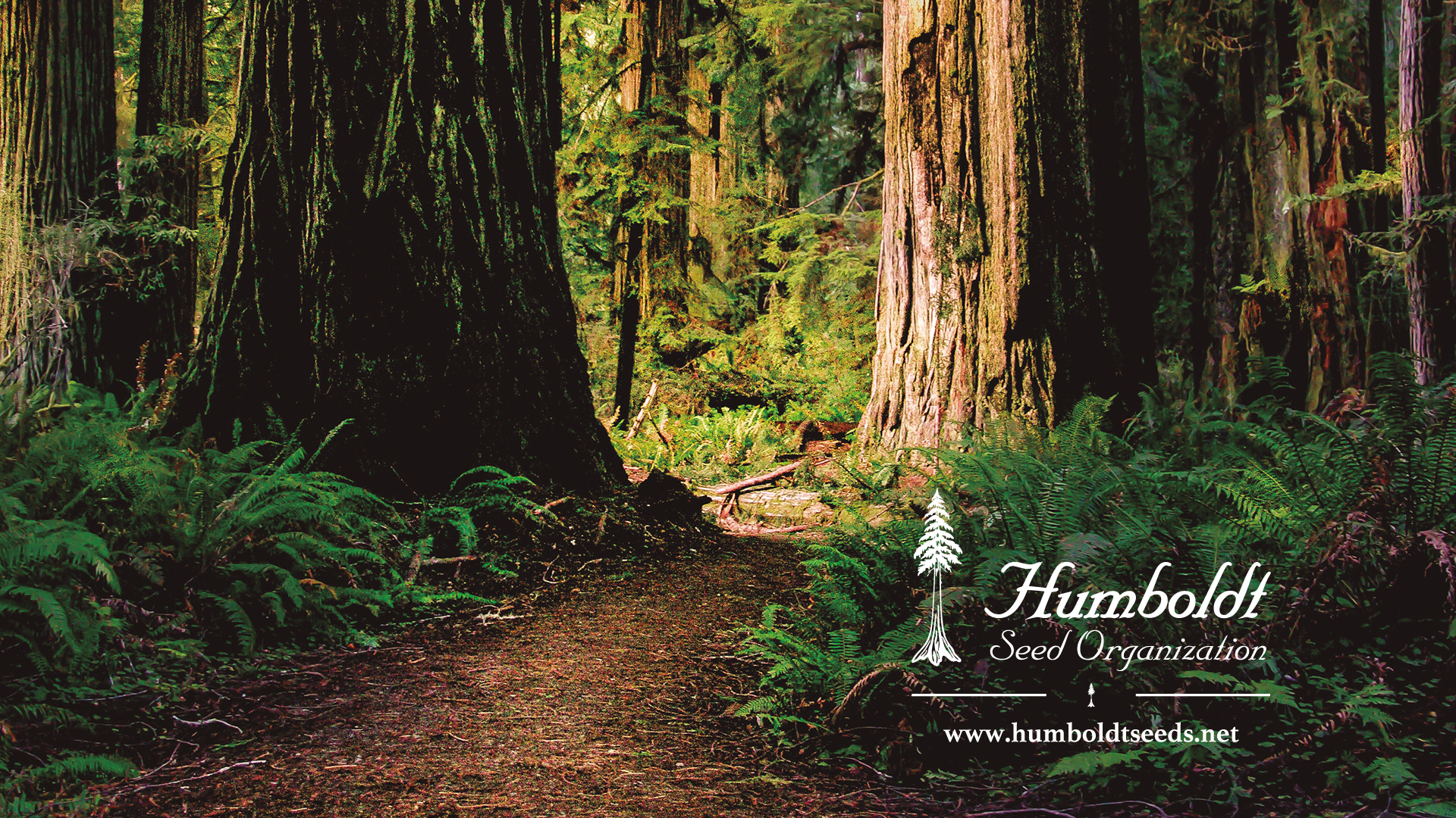 MedicalSeeds.cz foto 4