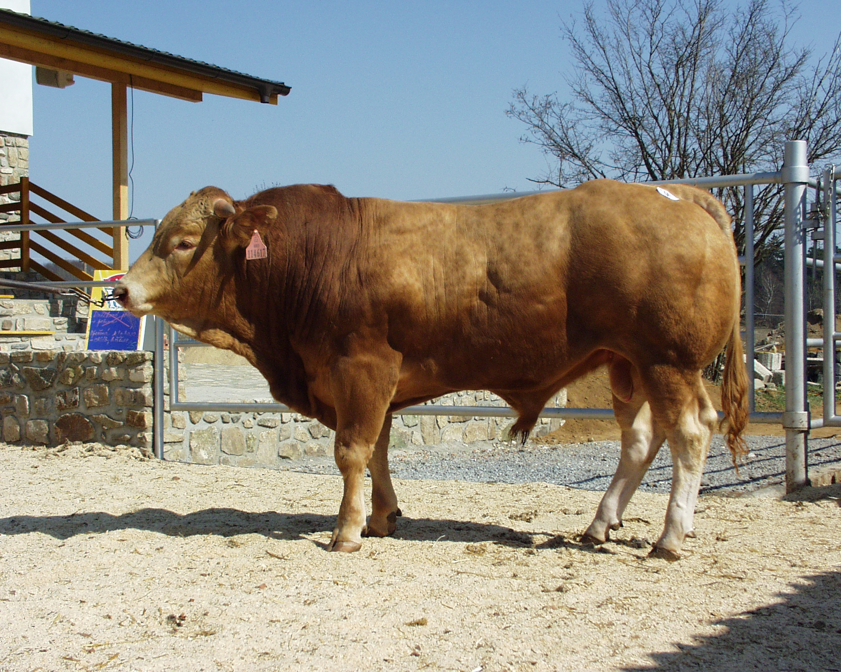 Odchovna plemenných býků Cunkov s.r.o. foto 4