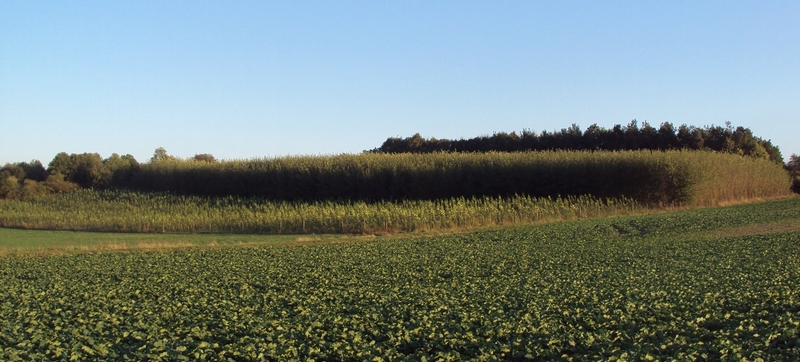Petr Špatenka - Vypěstuj si les foto 2