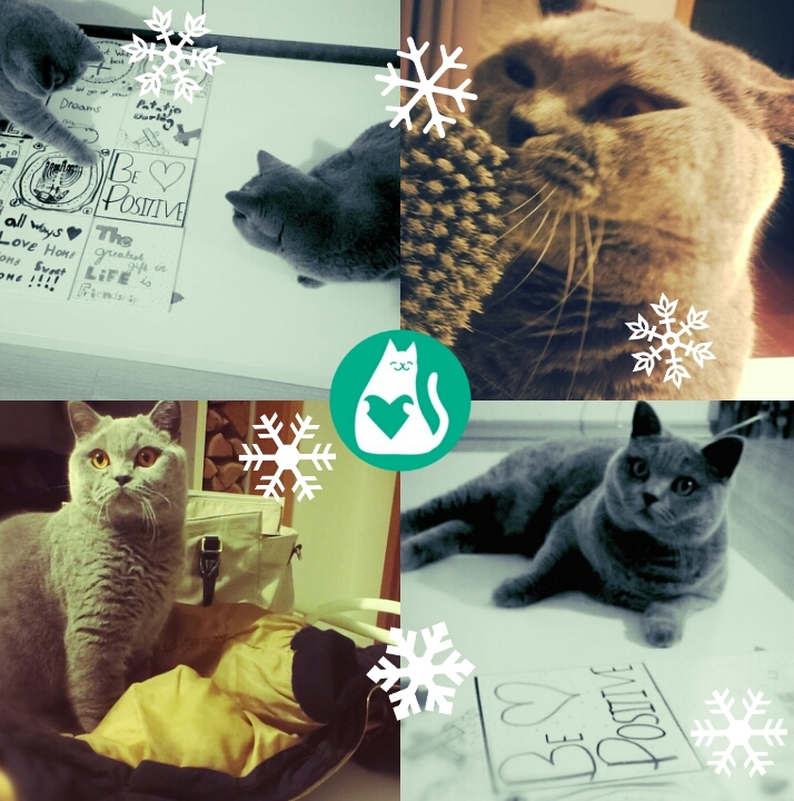 HolidayCat.cz, s.r.o. foto 3