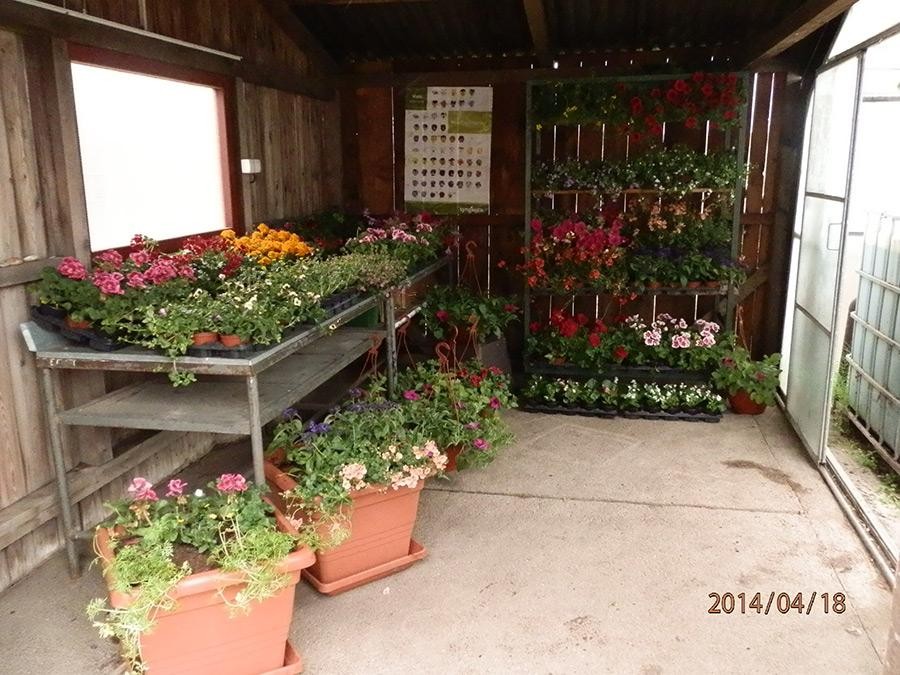 Zahradnictví Cerhovice Iva Macourková foto 3