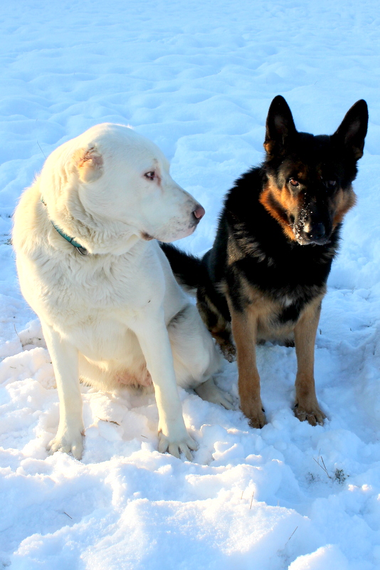 Veterinární klinika LIFE, s.r.o. foto 3