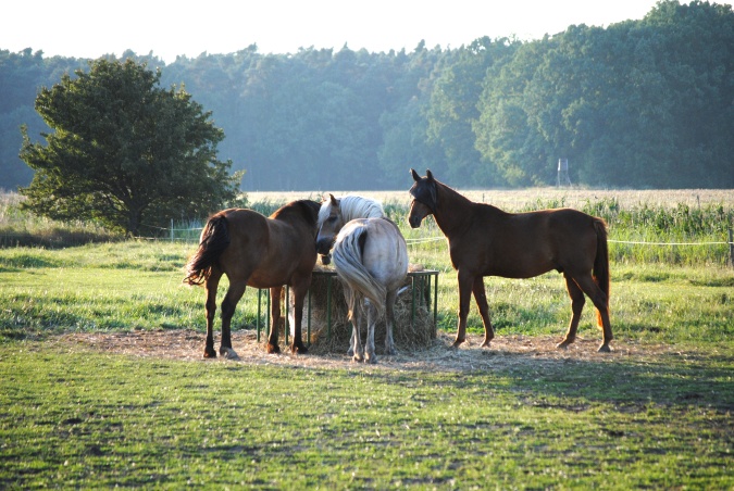 WesternFarm Alvero foto 4