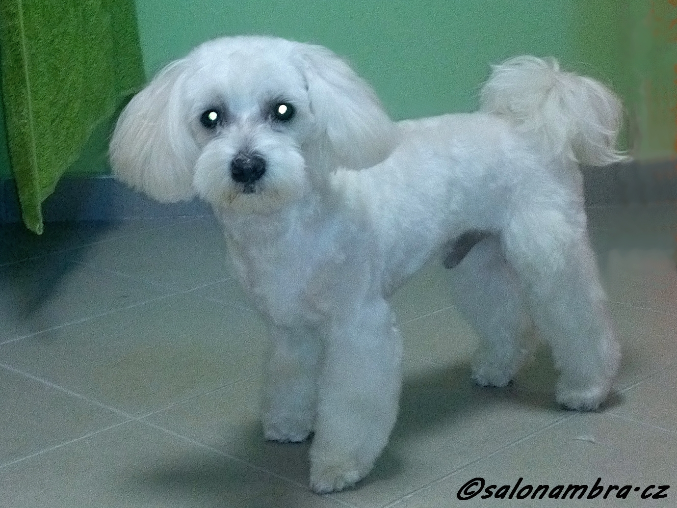 SalonAmbra foto 3