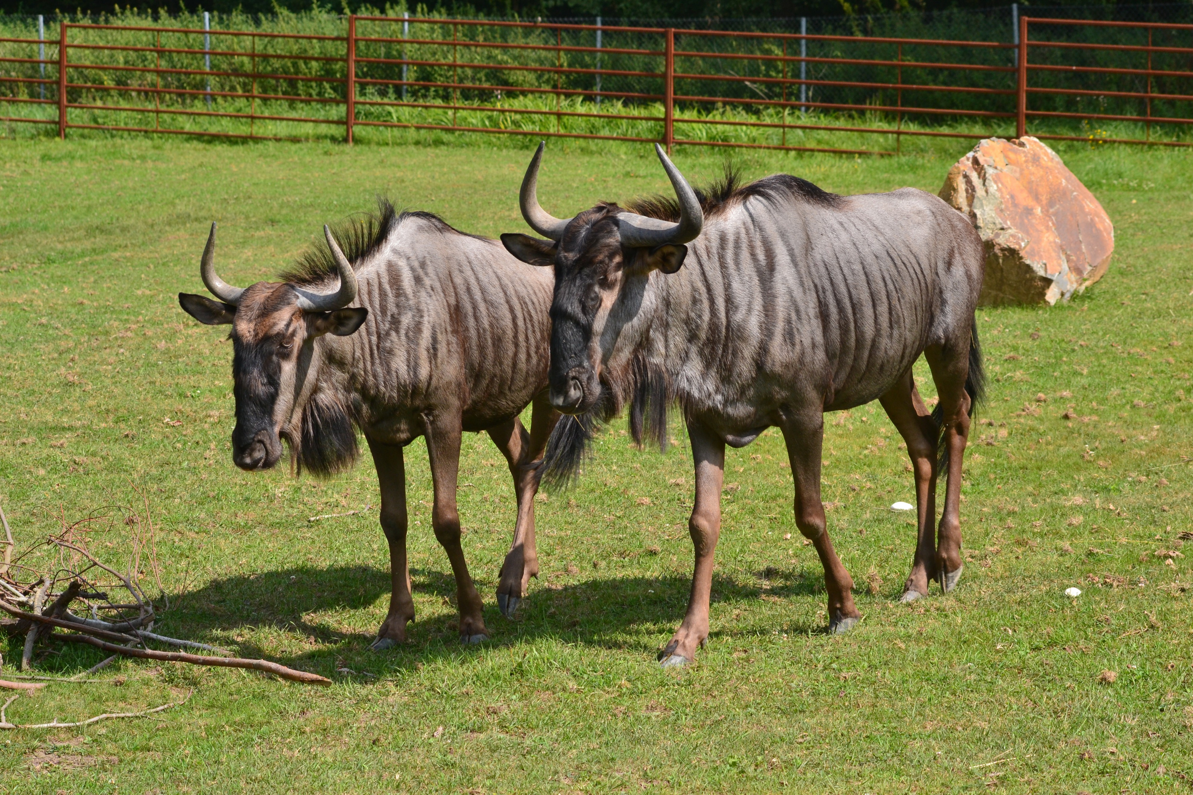 Zoologická zahrada Dvorec foto 6