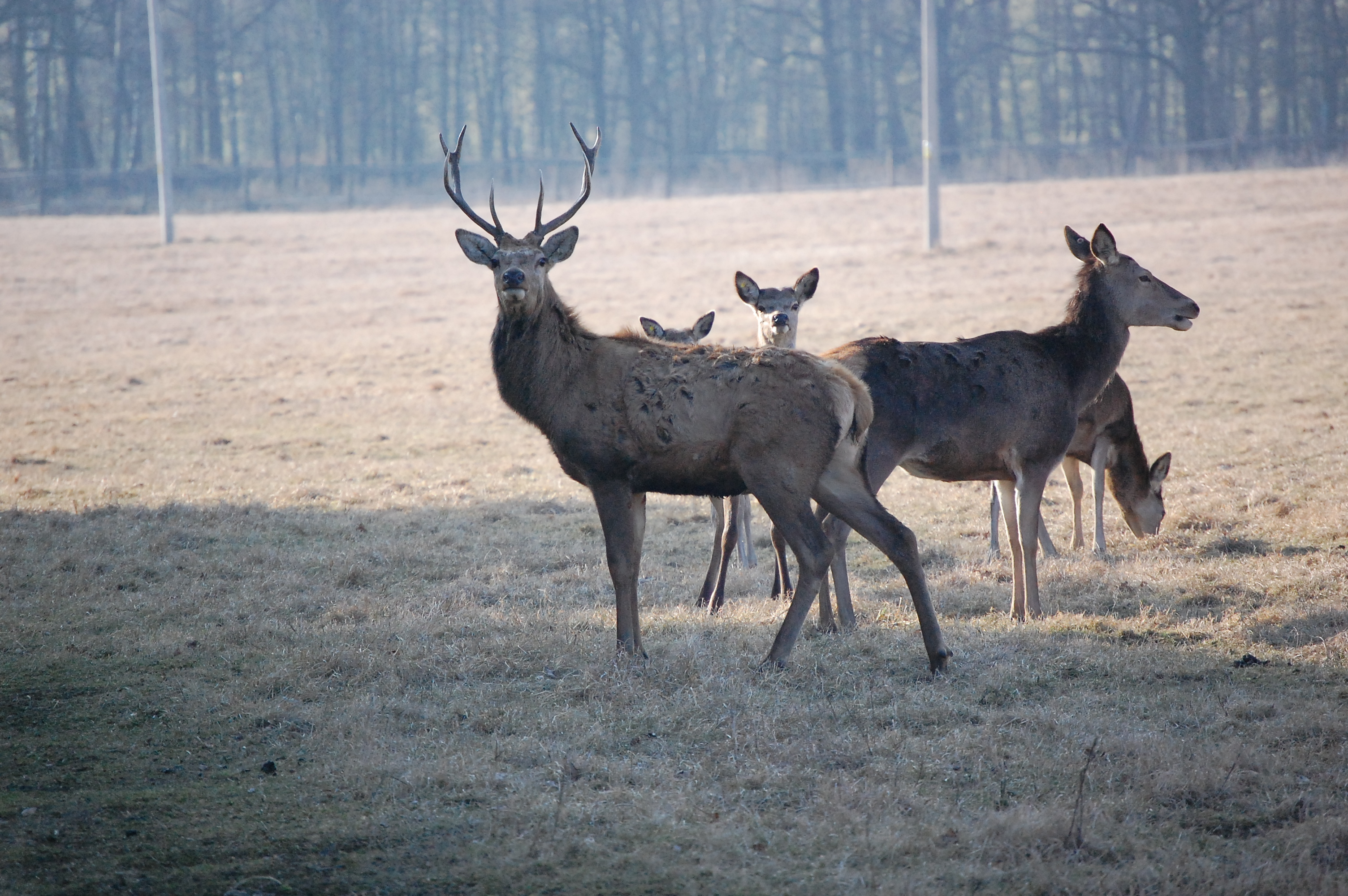 Myslivecké sdružení Obora Nový Dvůr, o. s. foto 4