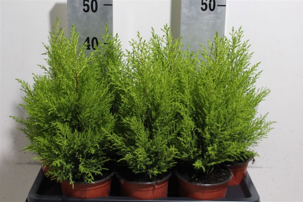 Kateřina Šedivá - velkoobchod květin foto 4