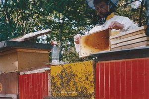 Včelařství Martin Rysner
