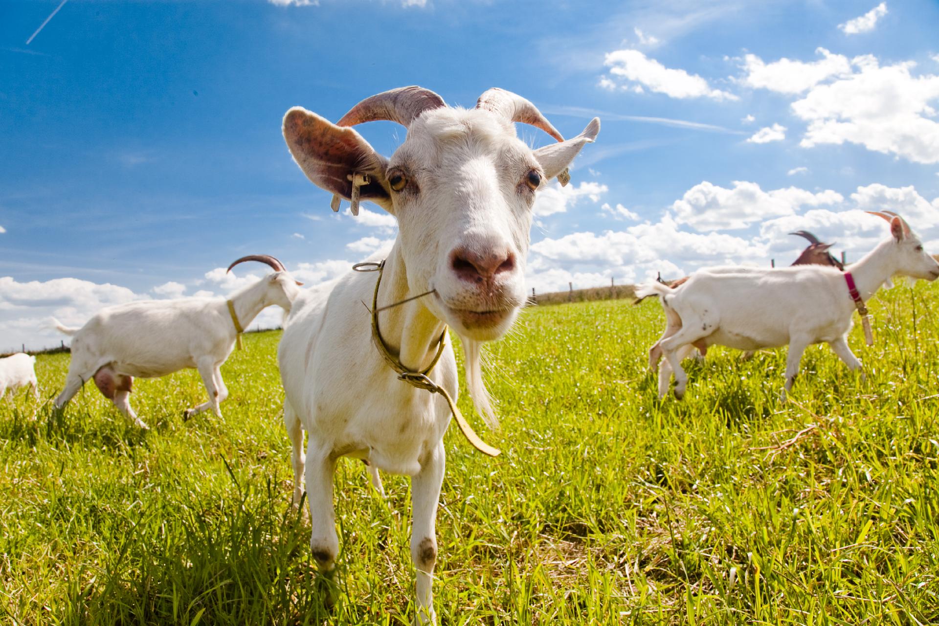 Kozí farma Úvalno - Šťastné kozy foto 2