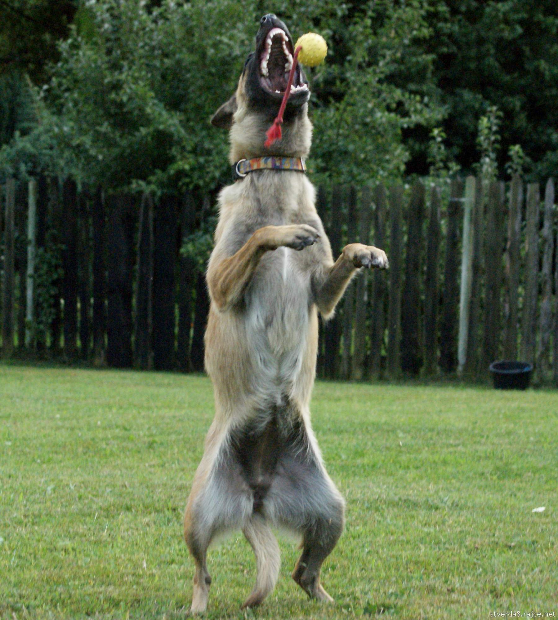 Kynologické cvičiště BRIT - Karel Stehlík foto 4