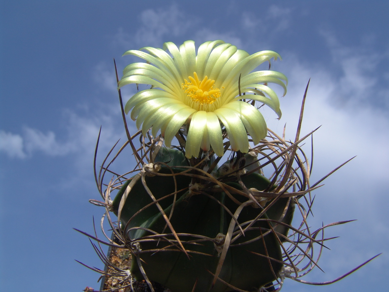 Kaktusy a sukulenty U Pavlíčků foto 2