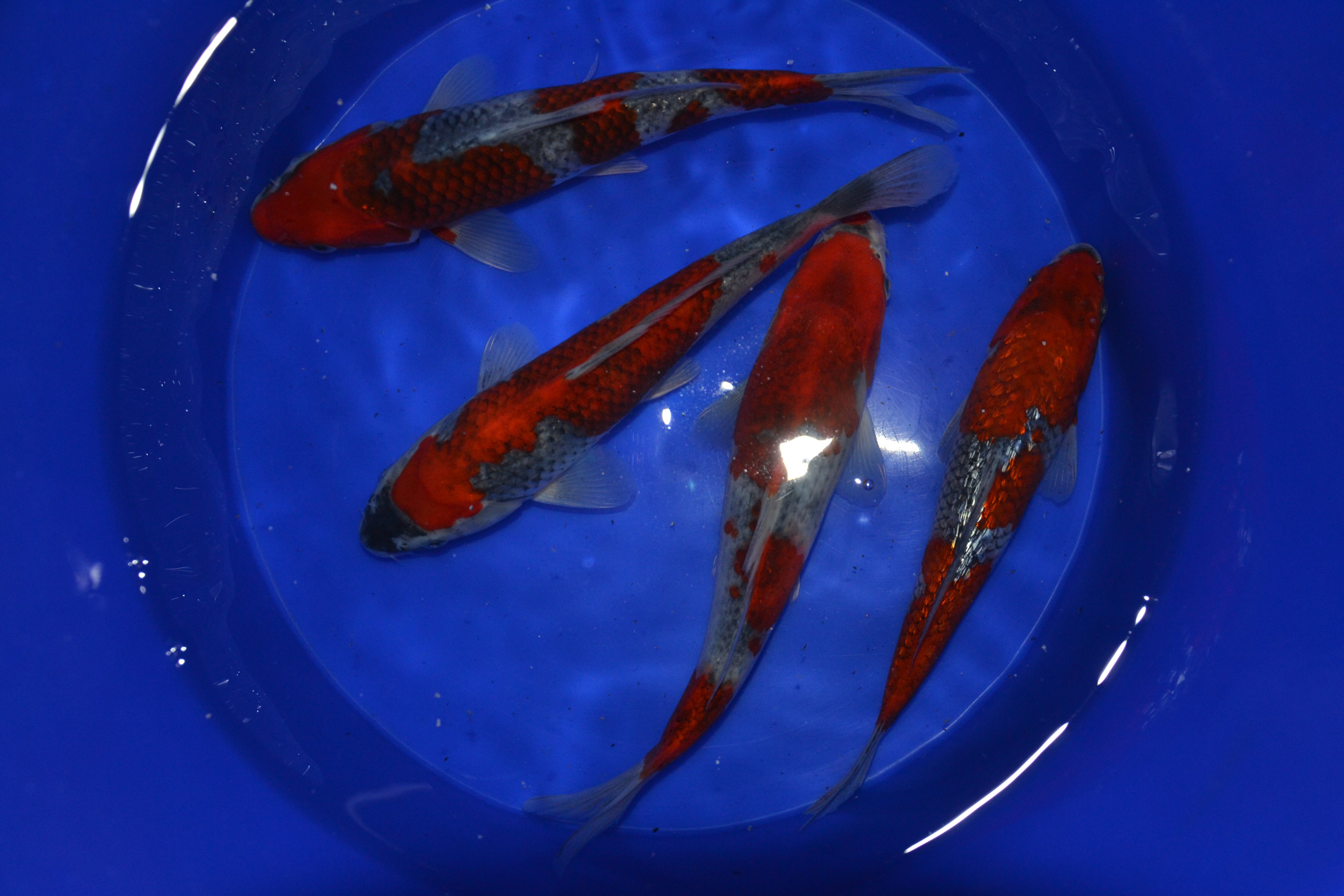 Asagi Koi Farma foto 3