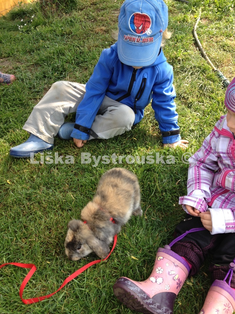 Liška Bystrouška - EKOškolka a jesle foto 1