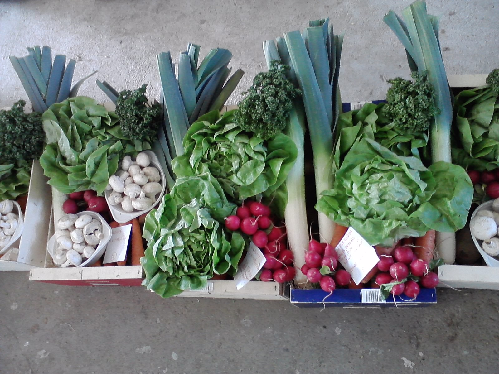 Zahradnictví Špunar foto 4