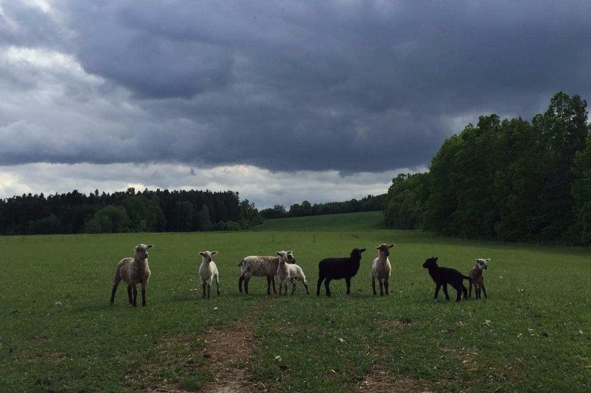 HOD Ovčí farma