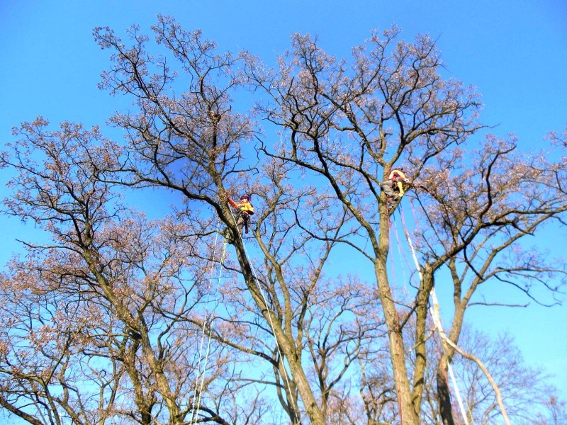 Radim Vojtko - ArboRed foto 3