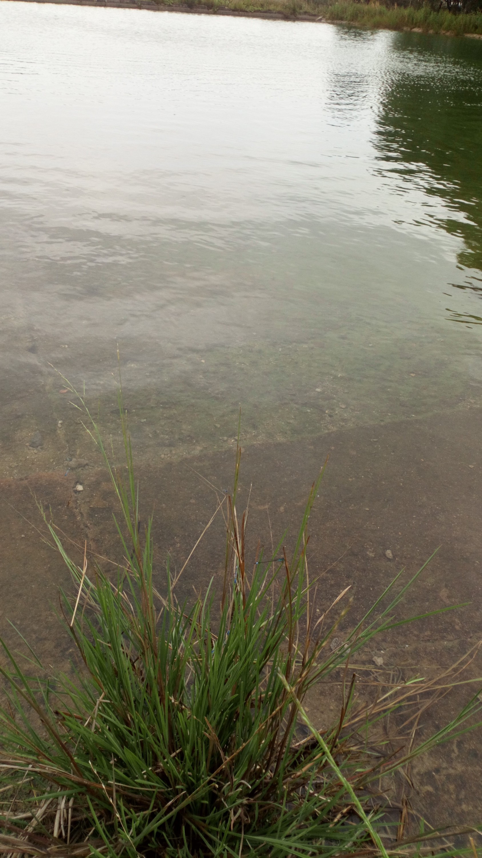 Přírodní koupaliště Mikulovice foto 2