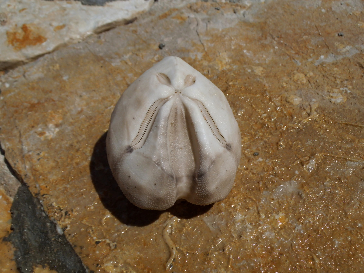 Morskemusle.cz foto 3