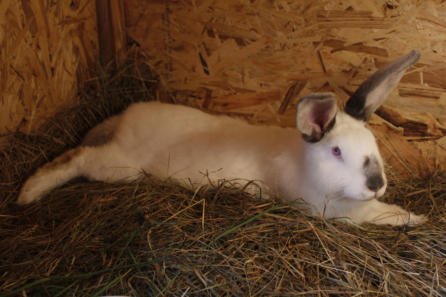 Johnnyho farma foto 4