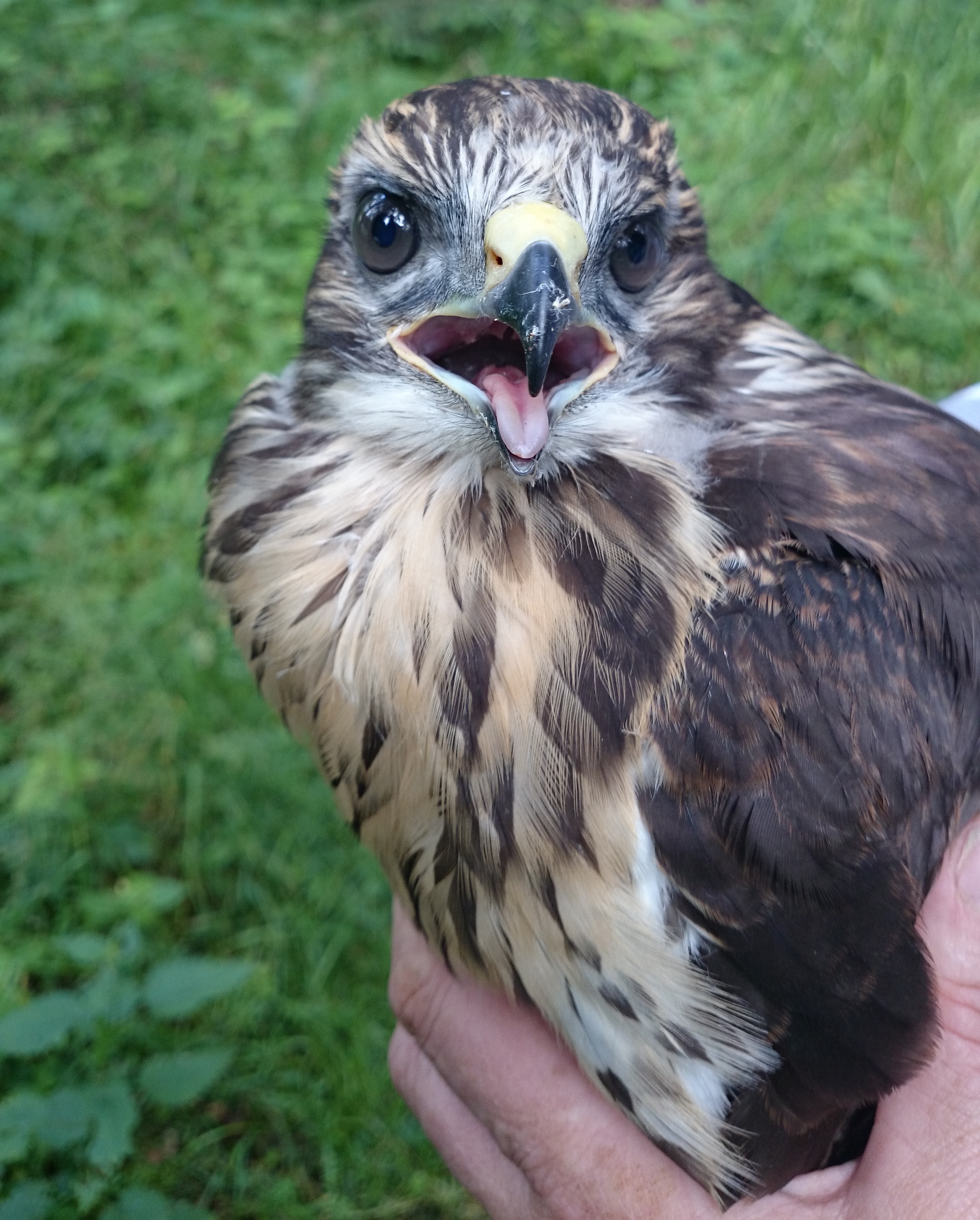 Ochrana fauny ČR, o.p.s. foto 2