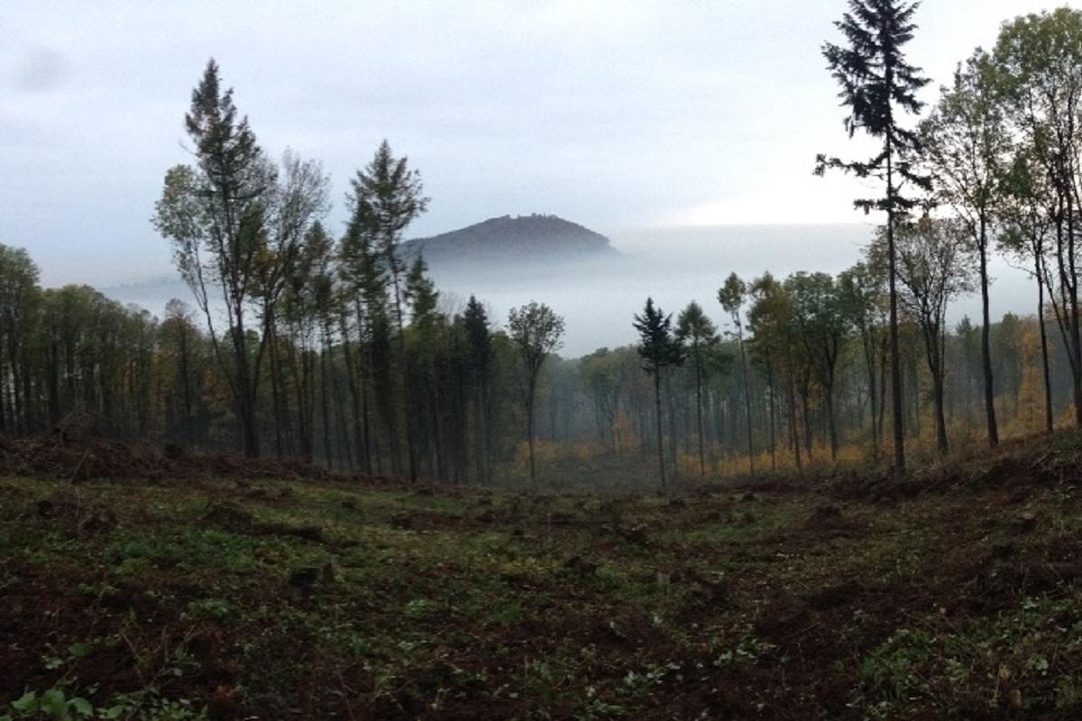 Lesný-Ostrava, s.r.o.