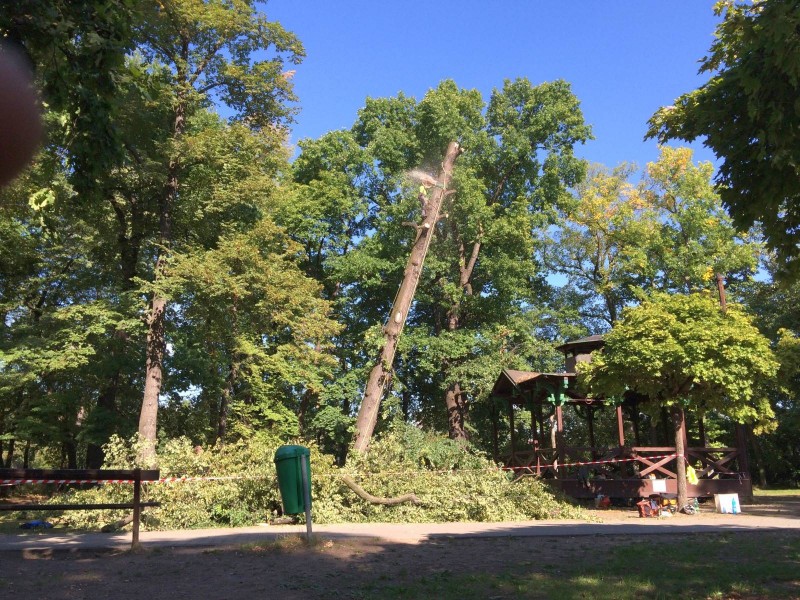 Radim Vojtko - ArboRed foto 4