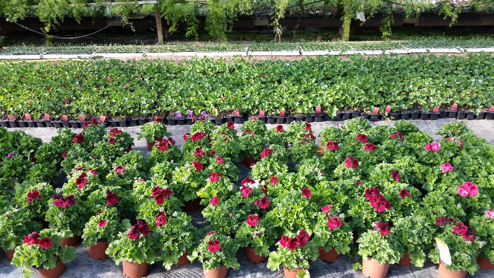 Zahradnictví u Křivonosků foto 4