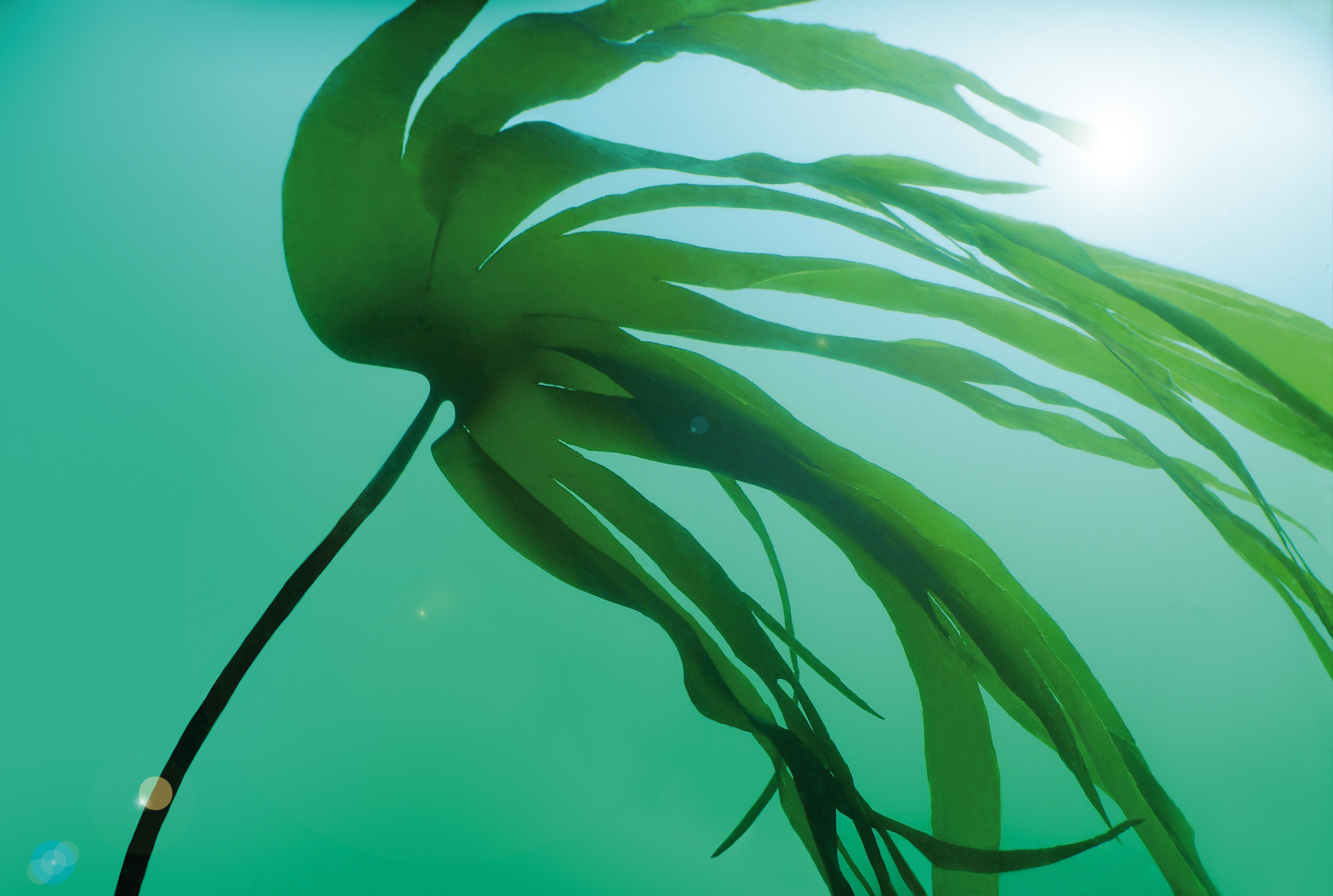 Phytomer foto 4