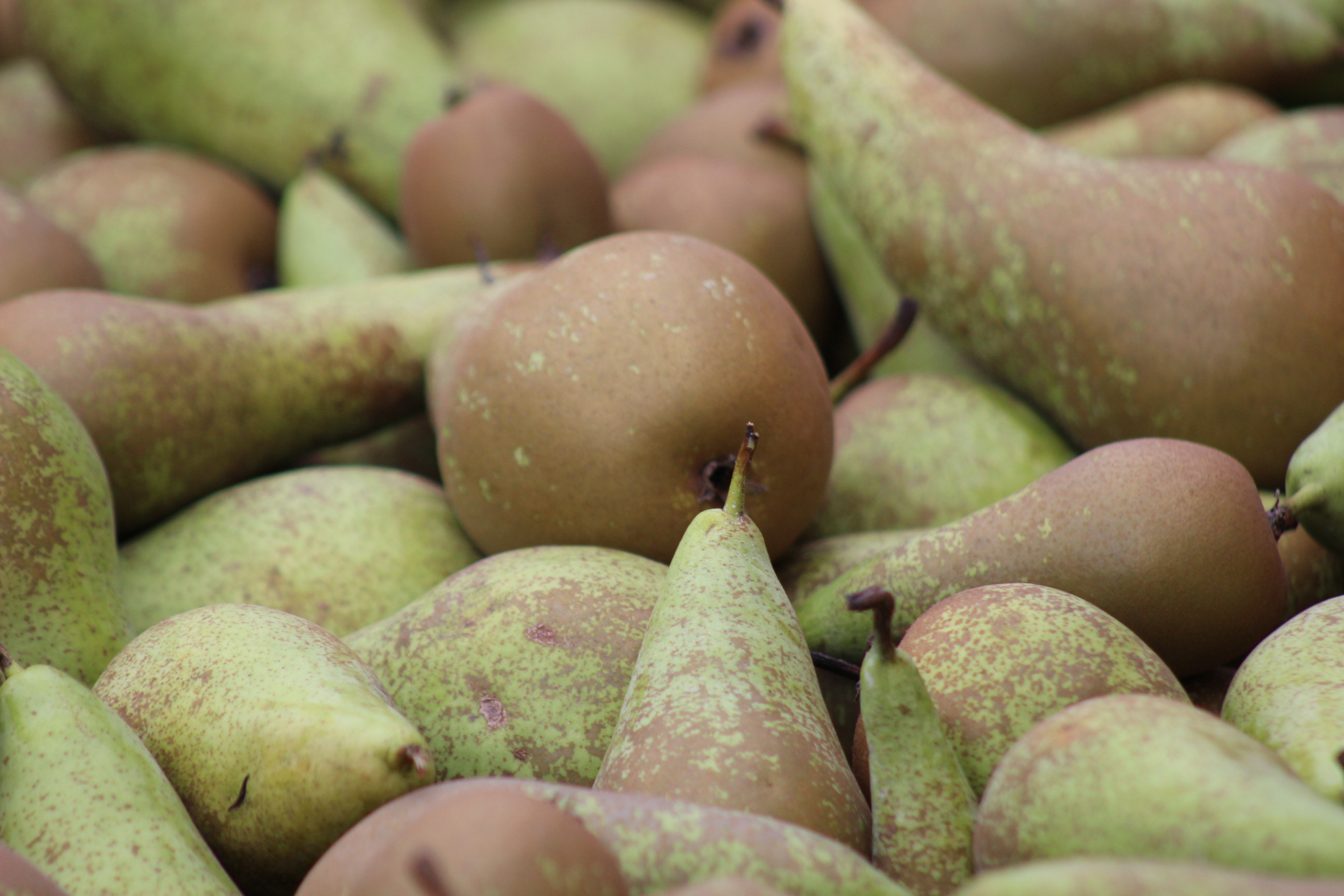 SADY STARÝ LÍSKOVEC foto 3