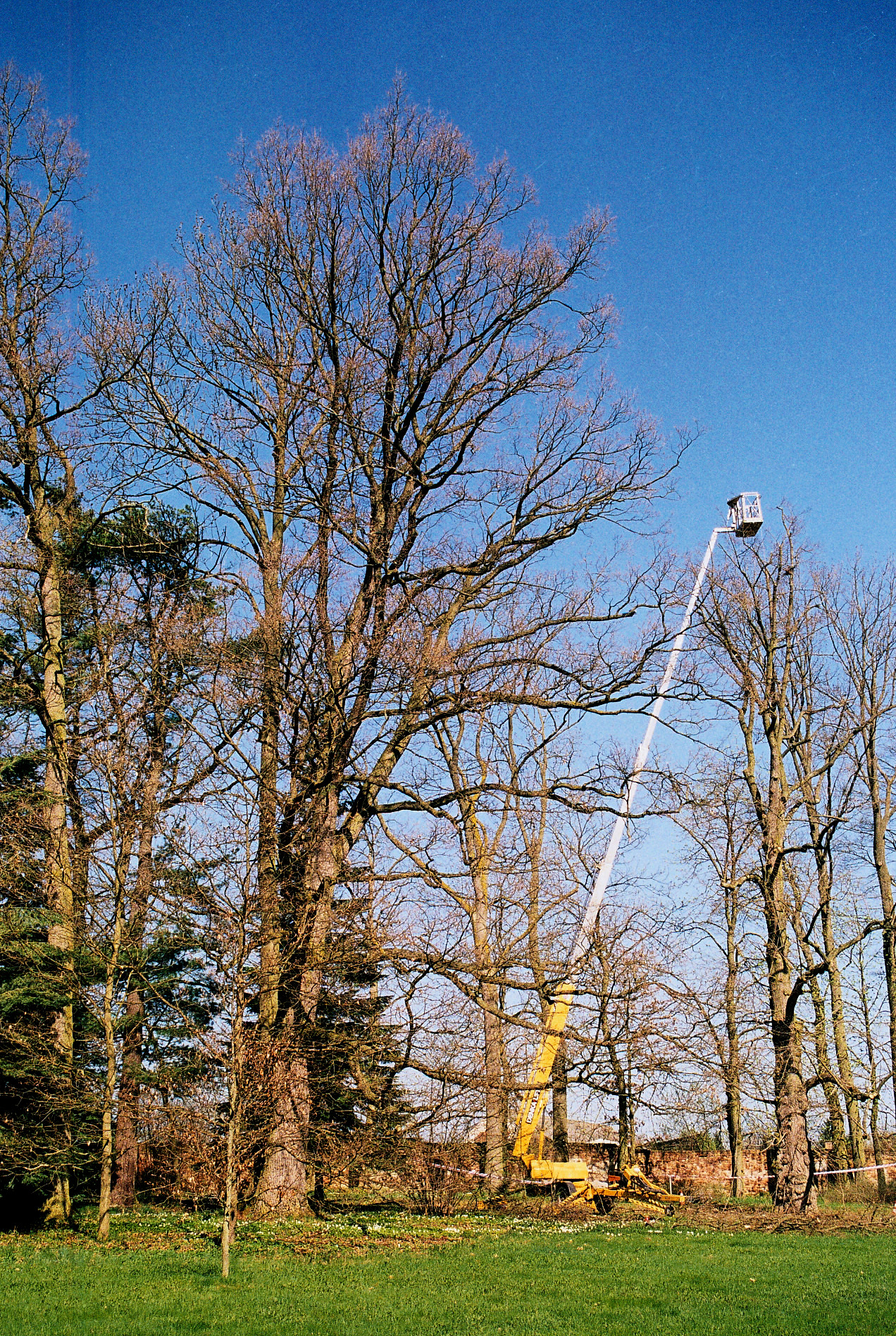 František Richter - kácení-frézování foto 3