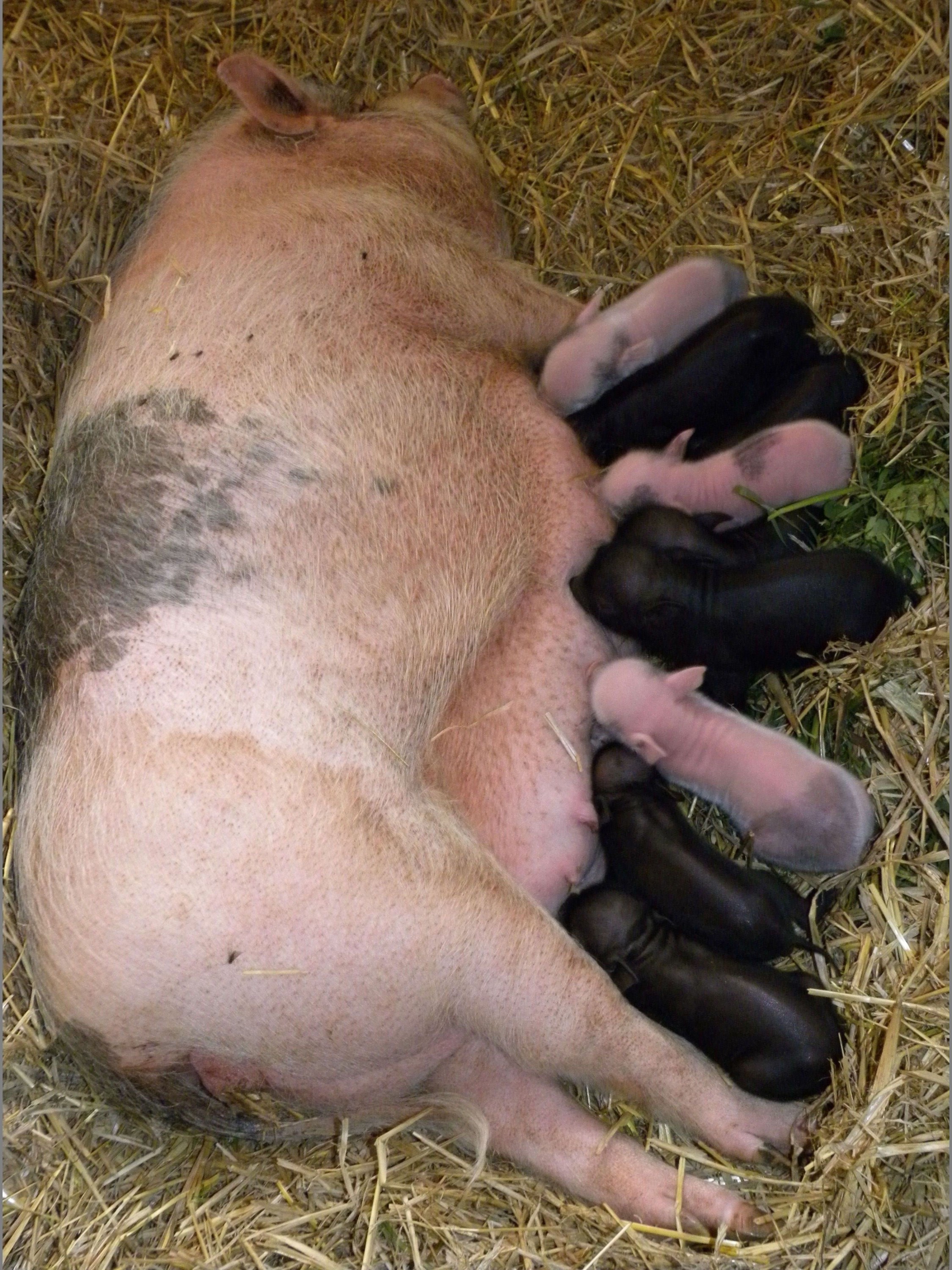 FARMA WENET BROUMOV foto 3