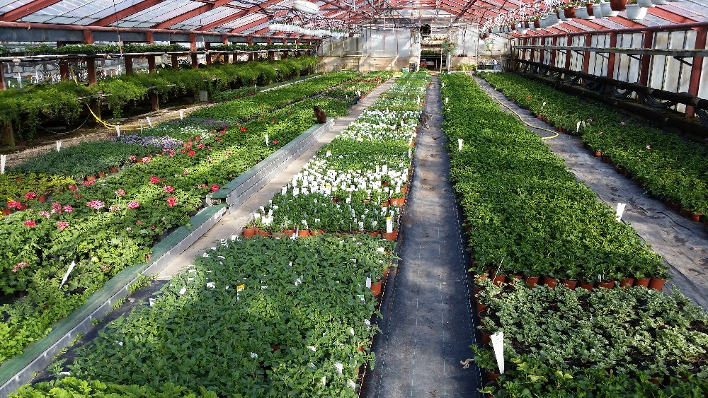 Zahradnictví u Křivonosků foto 3