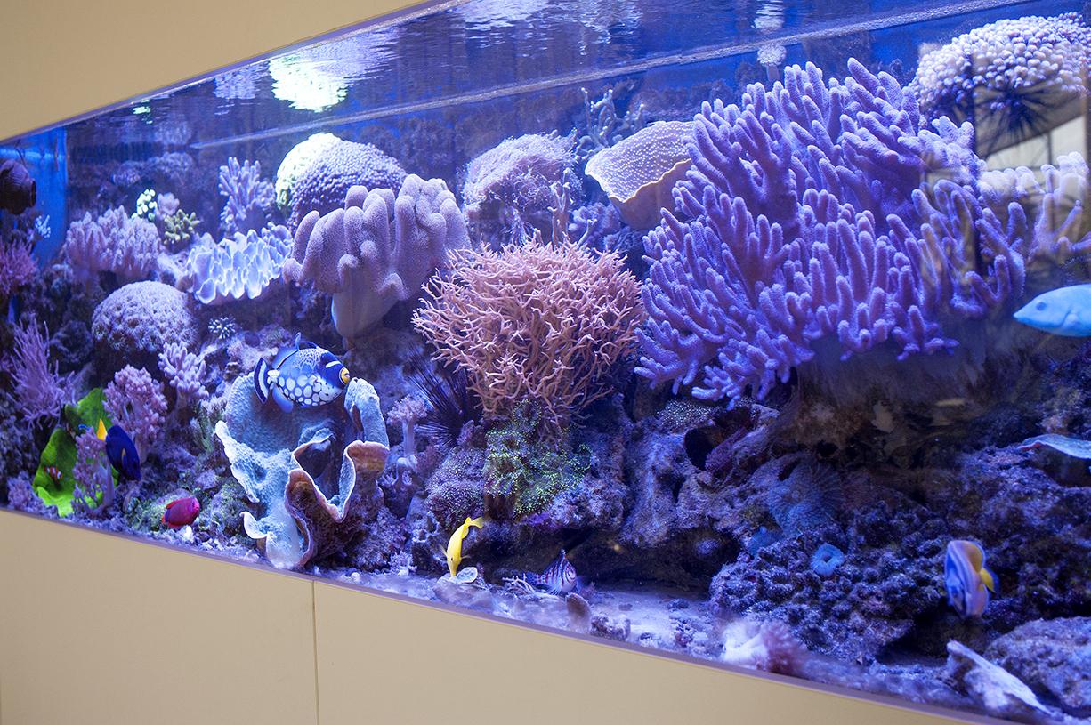 Mořské akvárium Jan Hájek