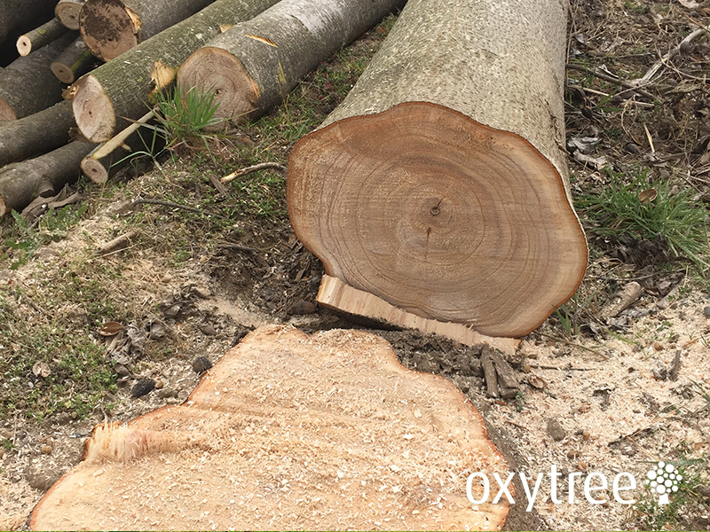 Oxytree Solutions, s.r.o. foto 3