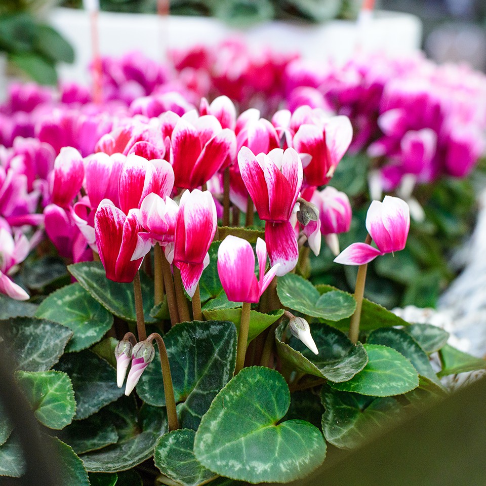 Květinářství Floris foto 4