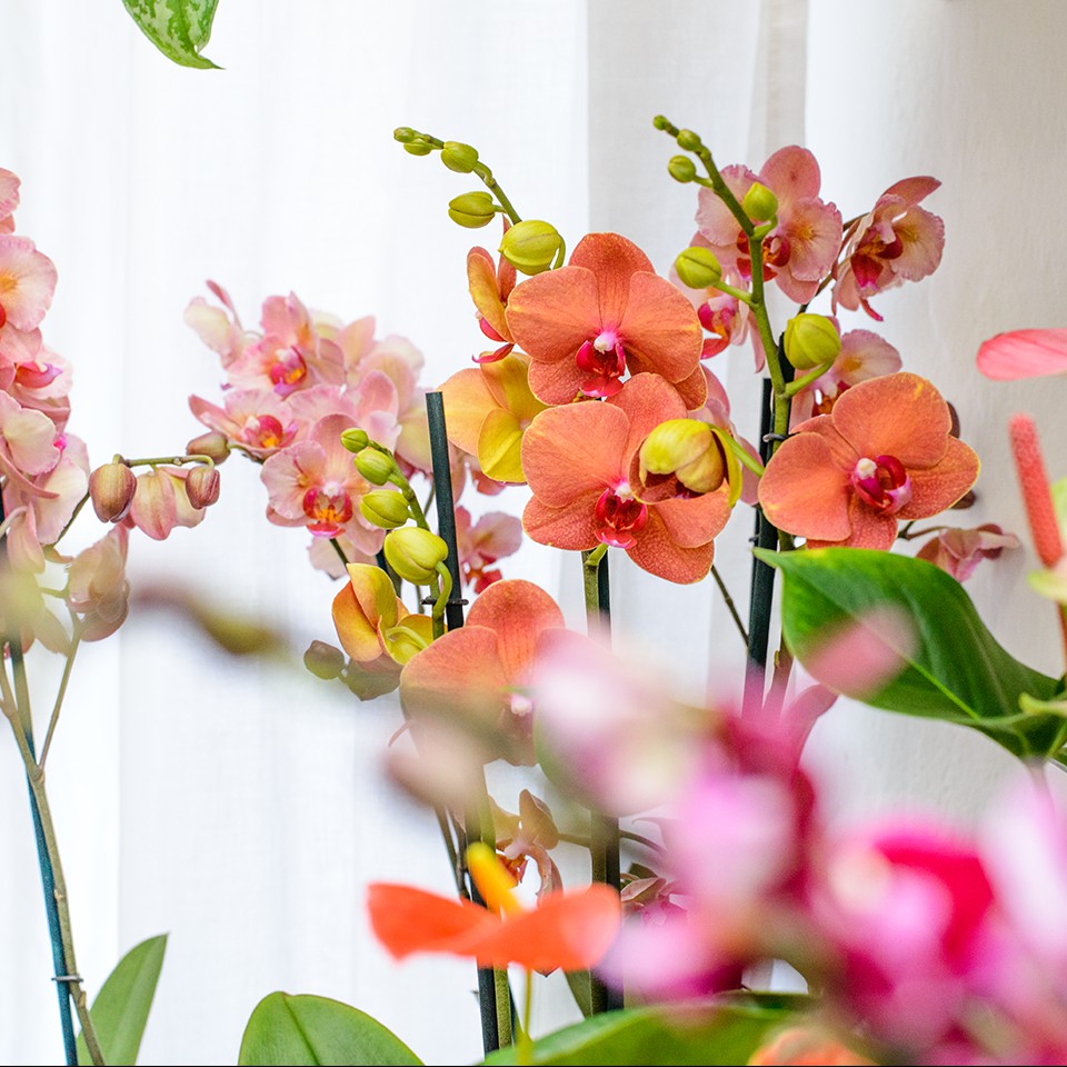 Květinářství Floris foto 3