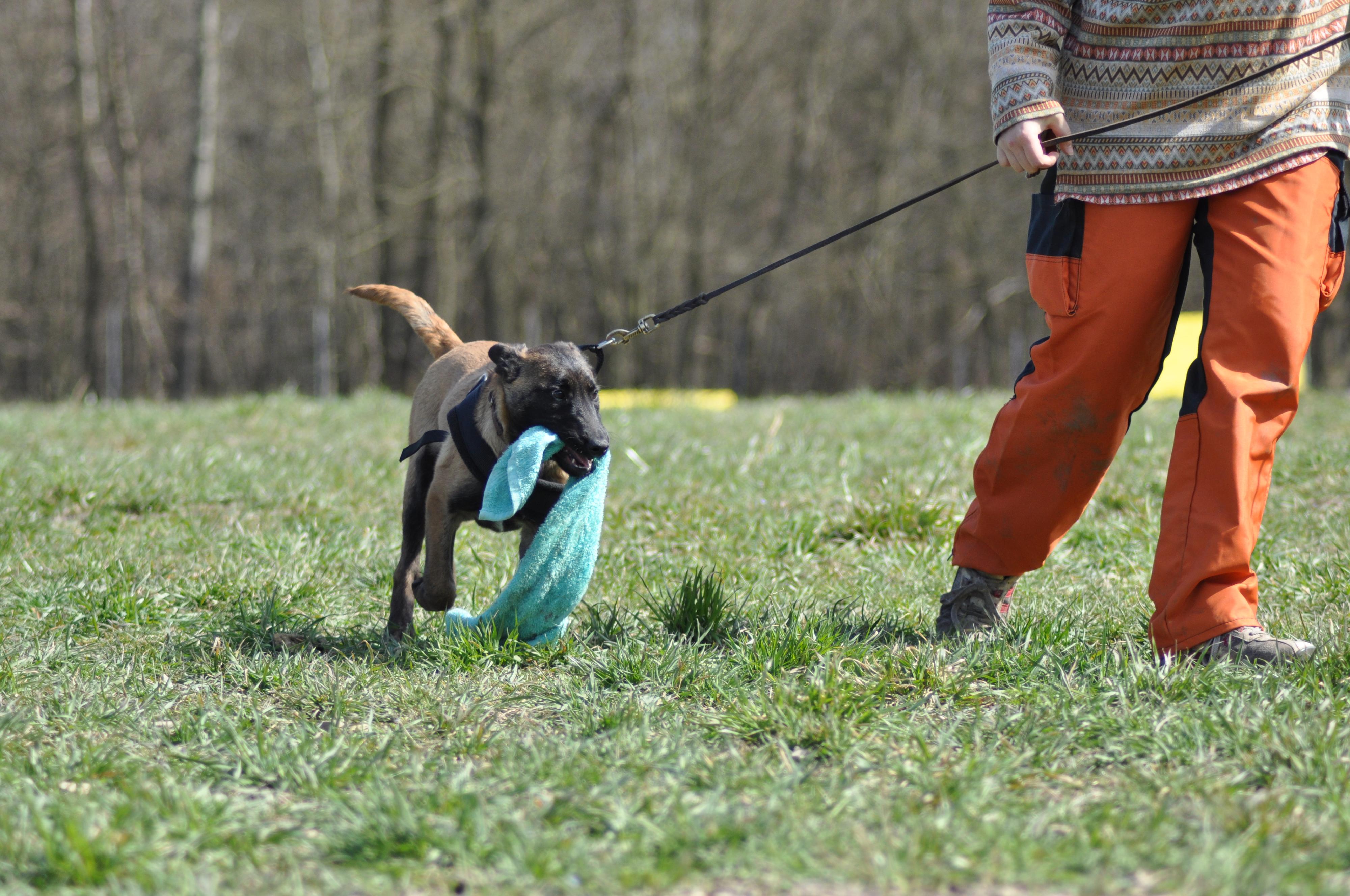 Český kynologický svaz ZKO Lány - 713 foto 4