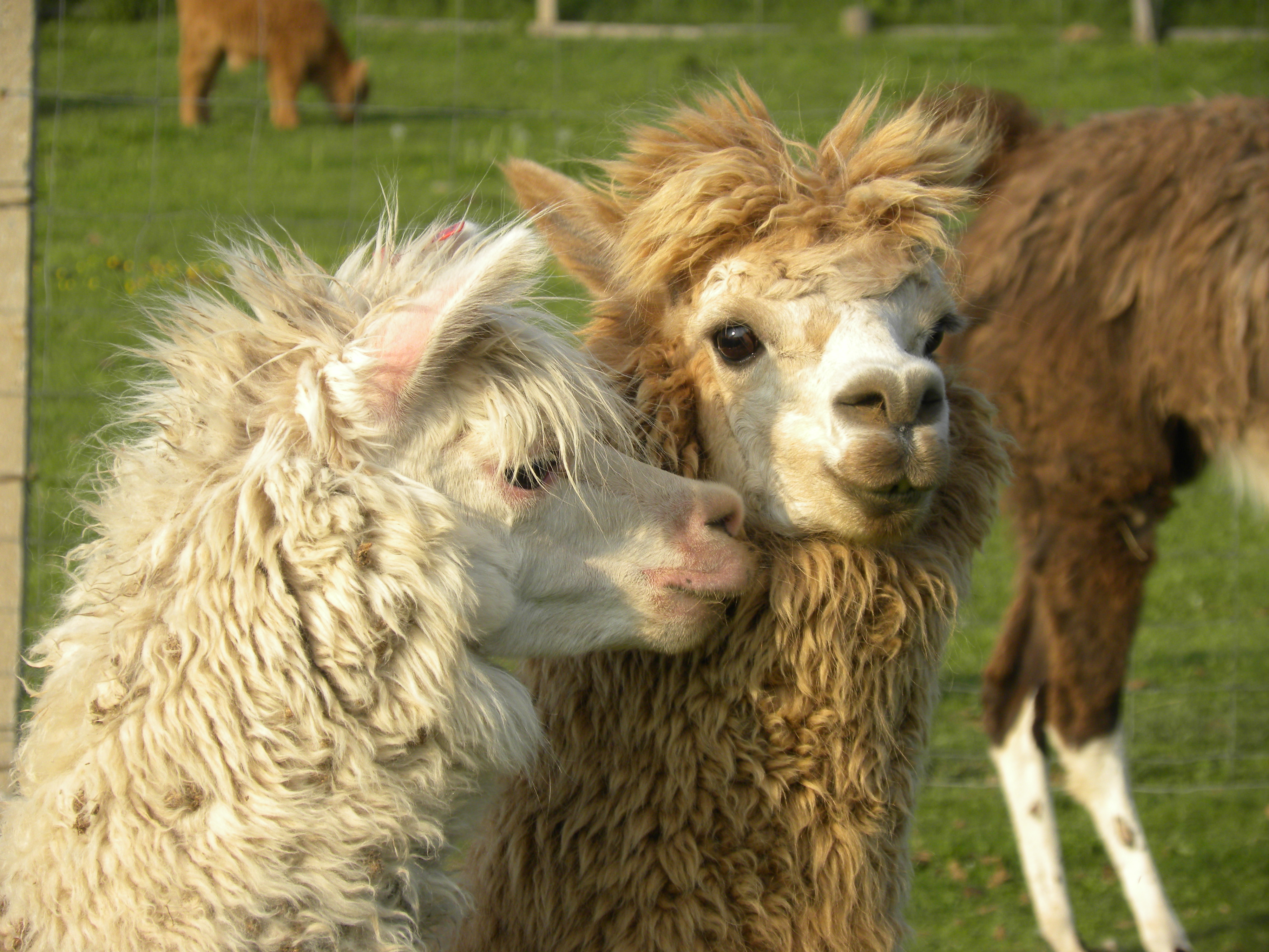 FARMA WENET BROUMOV foto 2