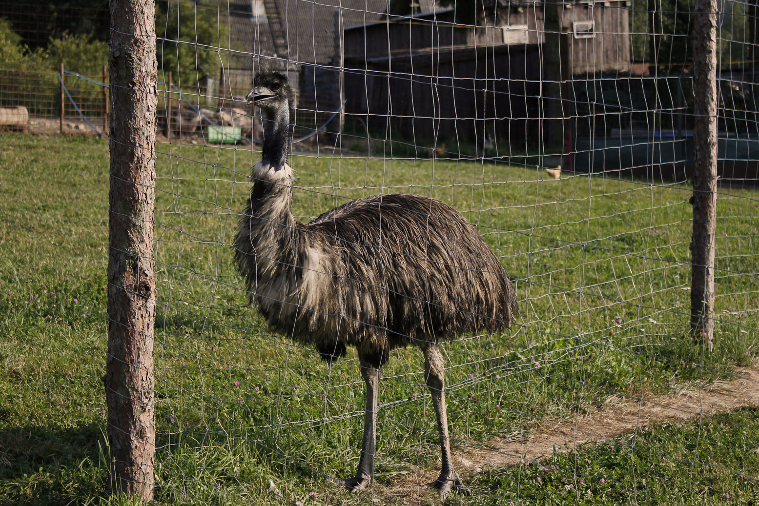 Johnnyho farma foto 3