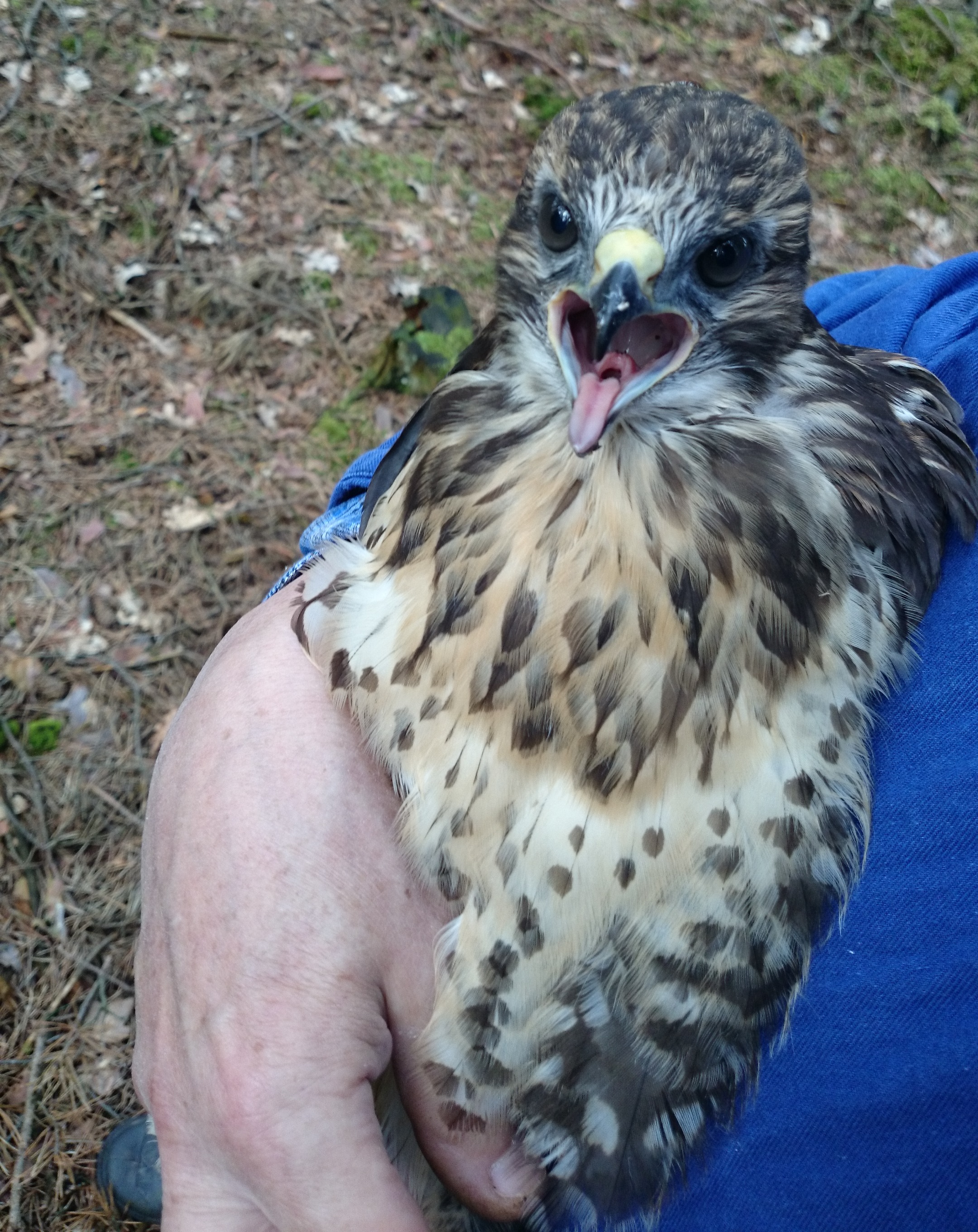 Ochrana fauny ČR, o.p.s. foto 3