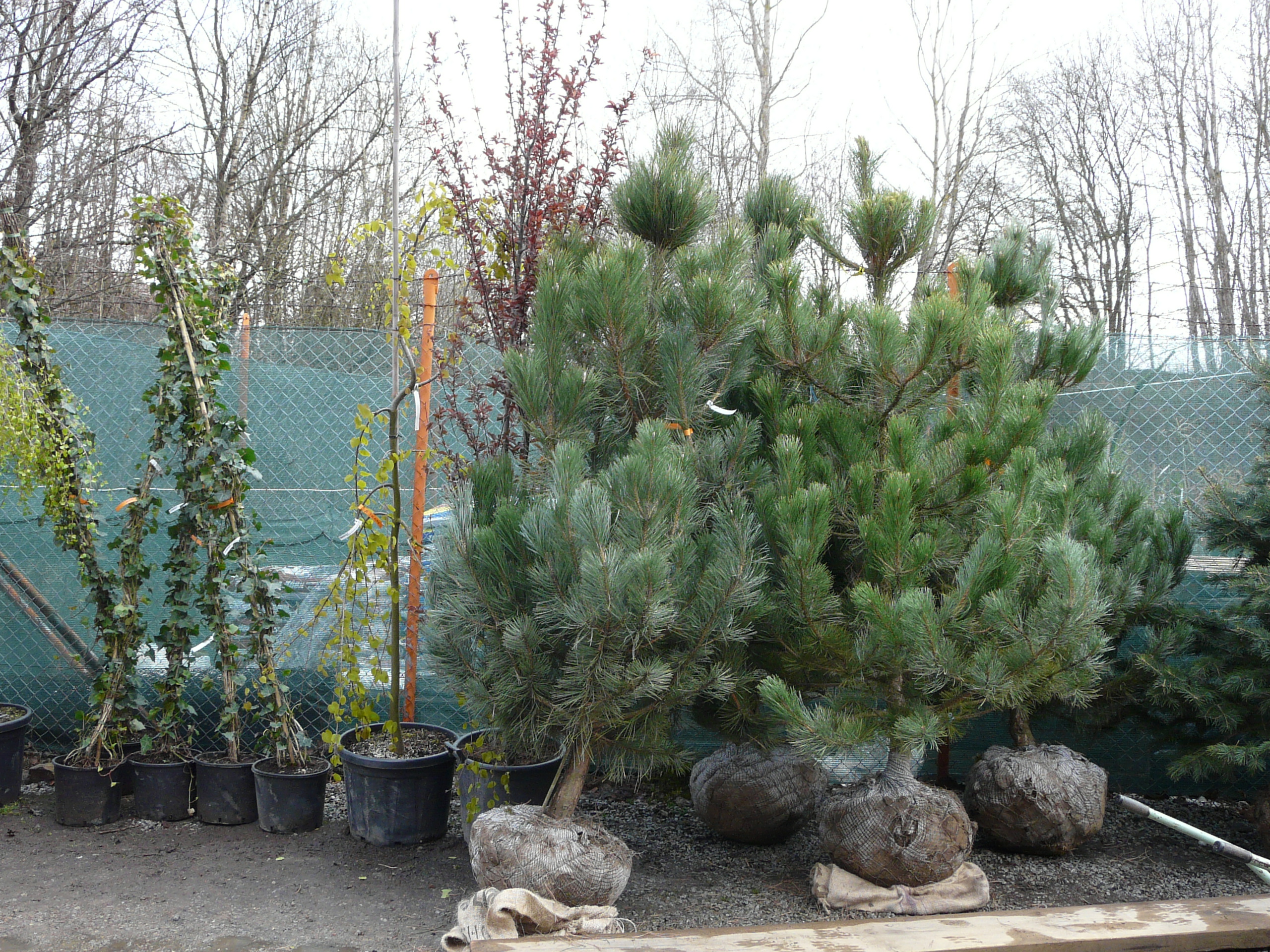 Zahradnictví Salajka foto 2